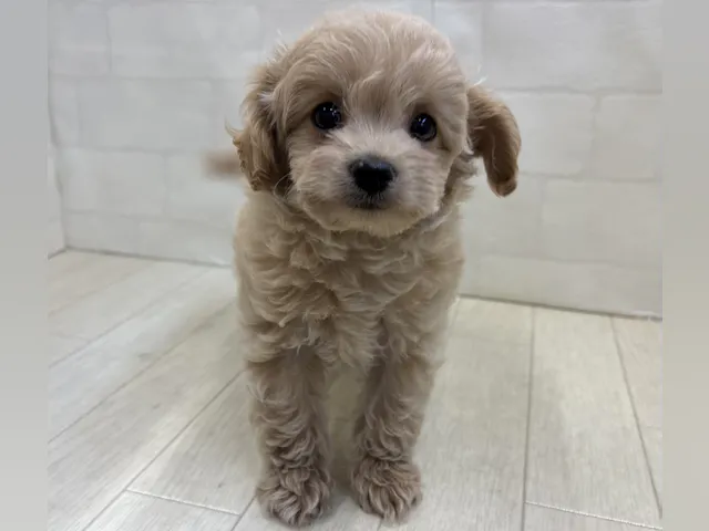 埼玉県のハーフ犬・ミックス犬 (ペッツワン大利根店/2025年6月9日生まれ/女の子/アプリコット)の子犬