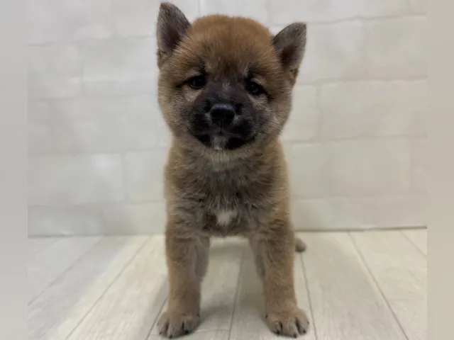 埼玉県の豆柴 (ペッツワン大利根店/2025年6月8日生まれ/男の子/赤)の子犬