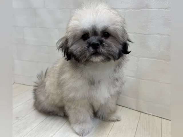 埼玉県のハーフ犬・ミックス犬 (ペッツワン大利根店/2025年4月1日生まれ/女の子/フォーン)の子犬