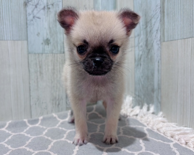 千葉県のハーフ犬・ミックス犬 (ペッツワン木更津金田店/2025年6月7日生まれ/女の子/フォーン)の子犬の1枚目の画像