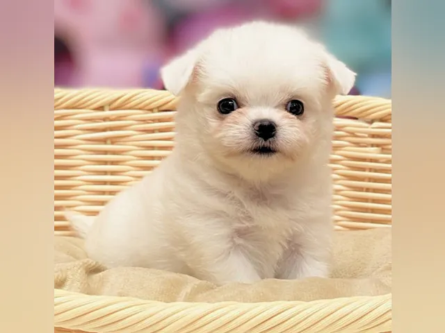 2025年6月10日生まれのハーフ犬・ミックス犬
