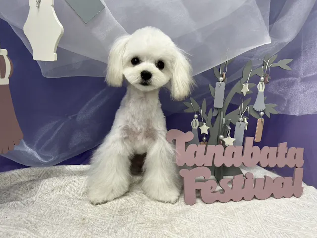 2024年12月11日生まれのハーフ犬・ミックス犬