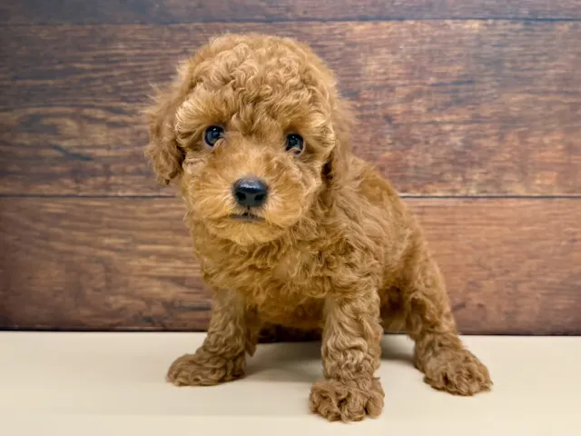 愛知県のトイプードル(トイ) (ペッツワン名古屋大高インター店/2025年5月27日生まれ/女の子/レッドフォーン)の子犬