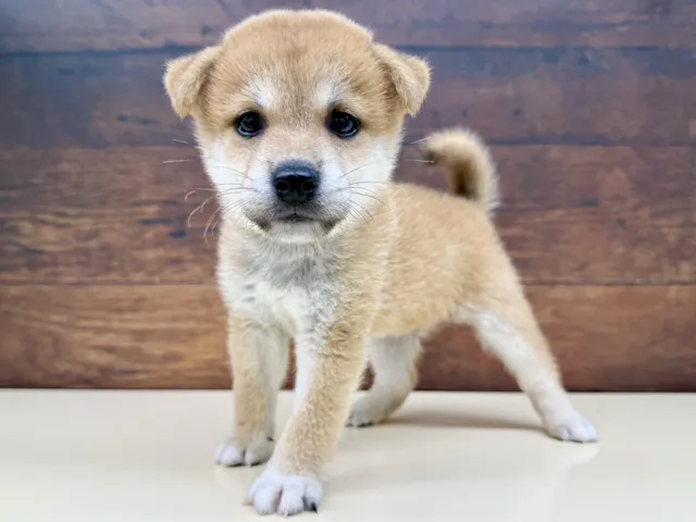 2025年5月29日生まれの柴犬(標準サイズ)