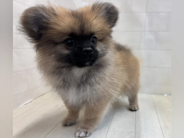 2025年5月6日生まれのハーフ犬・ミックス犬