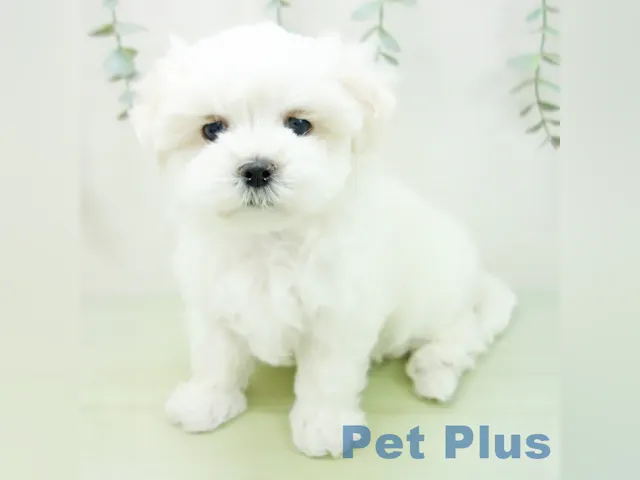 三重県のマルチーズ (ペッツワン桑名店/2025年6月12日生まれ/男の子/ホワイト)の子犬