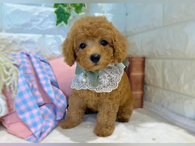 京都府のトイプードル(トイ) (ペッツワン亀岡店/2025年6月10日生まれ/女の子/オレンジ)の子犬
