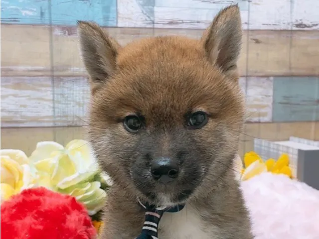 沖縄県の柴犬(標準サイズ) (ペッツワンFCサンプラザ糸満店/2025年4月12日生まれ/男の子/レッド)の子犬