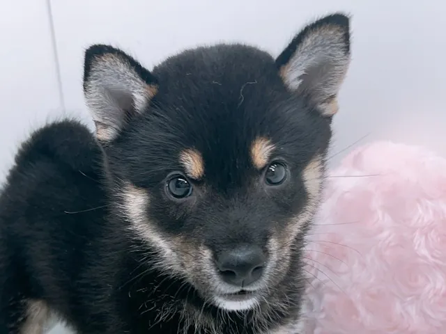 愛知県の豆柴 (ペッツワン小牧店/2025年5月30日生まれ/男の子/黒)の子犬