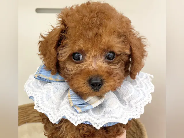 岐阜県のトイプードル(トイ) (ペッツワン可児店/2025年6月5日生まれ/男の子/レッド)の子犬
