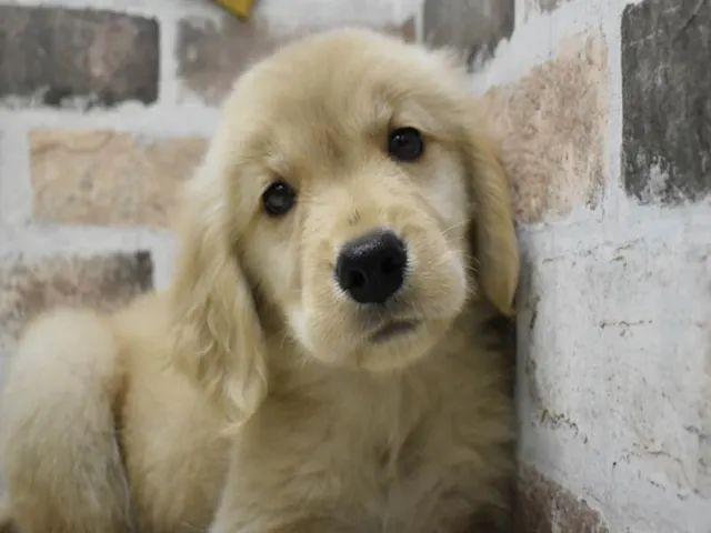 愛知県のゴールデンレトリバー (ペッツワン小牧店/2025年6月1日生まれ/女の子/イエロー)の子犬