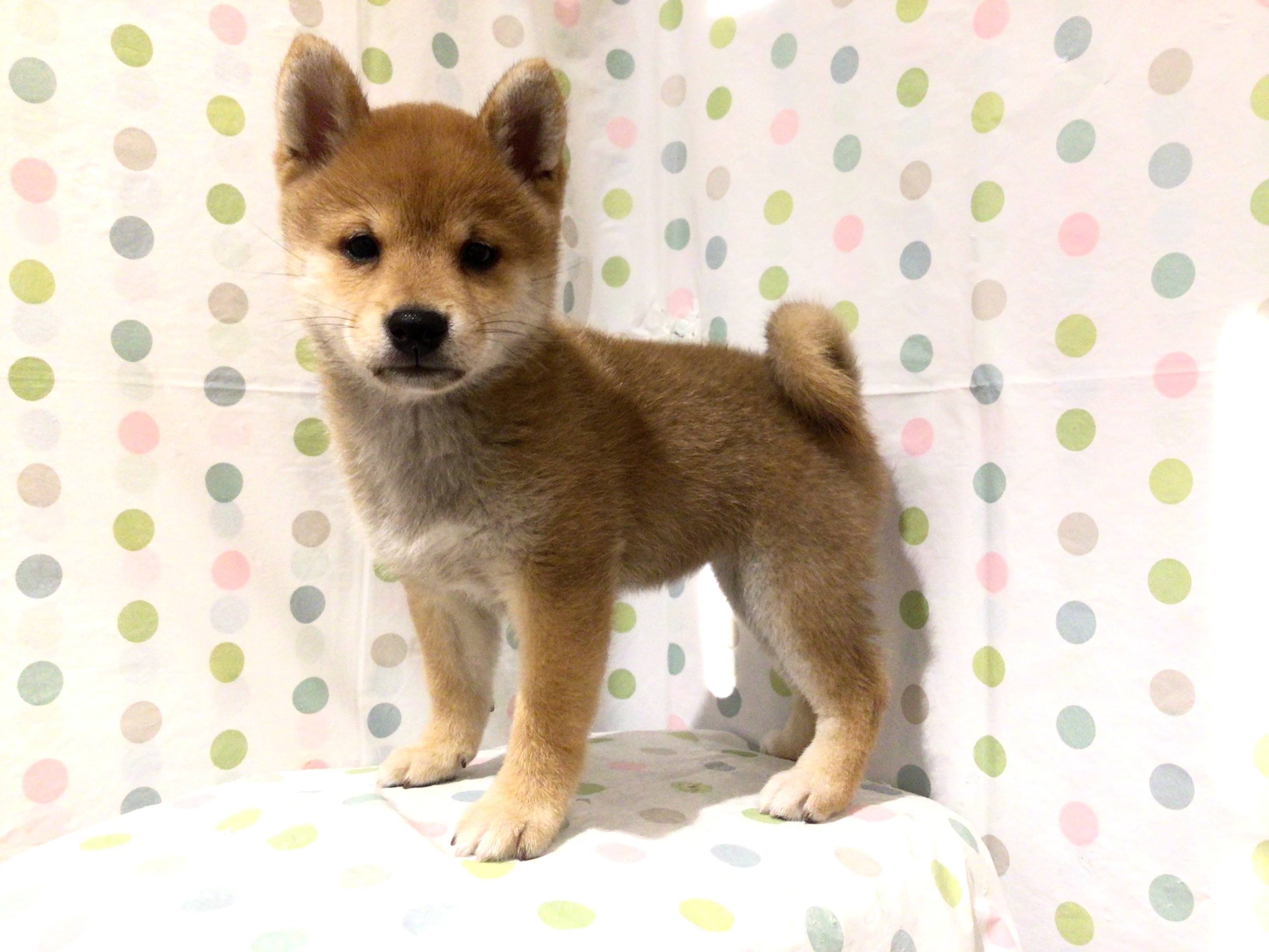 茨城県の柴犬(標準サイズ) (ペッツワン高萩店/2025年6月3日生まれ/女の子/赤)の子犬の1枚目の画像