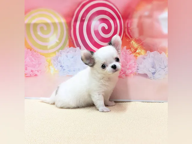 岡山県のチワワ(ロング) (ペッツワンFC津山店/2025年6月18日生まれ/男の子/ホワイトレッド)の子犬