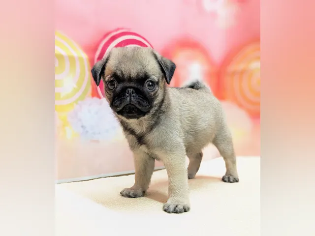 岡山県のパグ (ペッツワンFC津山店/2025年6月19日生まれ/男の子/フォーン)の子犬