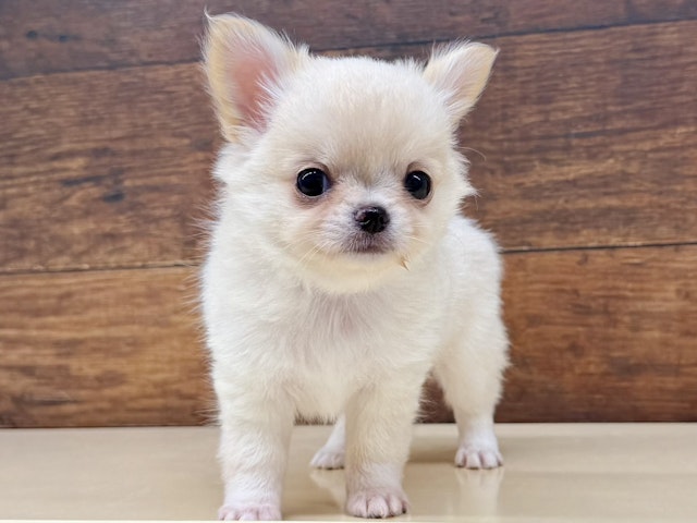 犬 ベニソンアントラーS ( 1本 )/ ペッツルート : 爽快ドラッグ
