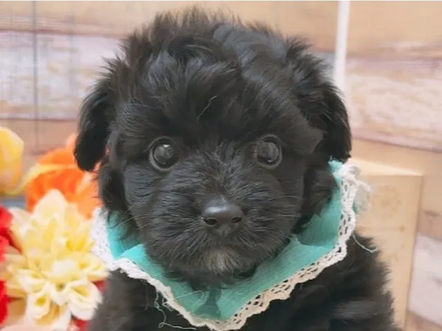 沖縄県のハーフ犬・ミックス犬 (ペッツワンFCあがり浜店/2025年3月22日生まれ/男の子/ブラック)の子犬