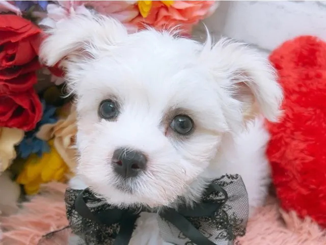沖縄県のハーフ犬・ミックス犬 (ペッツワンFCあがり浜店/2025年4月5日生まれ/男の子/ホワイト)の子犬