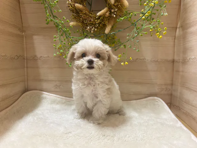 三重県のハーフ犬・ミックス犬 (ペッツワンみえ川越インター店/2025年6月20日生まれ/女の子/ホワイトクリーム)の子犬