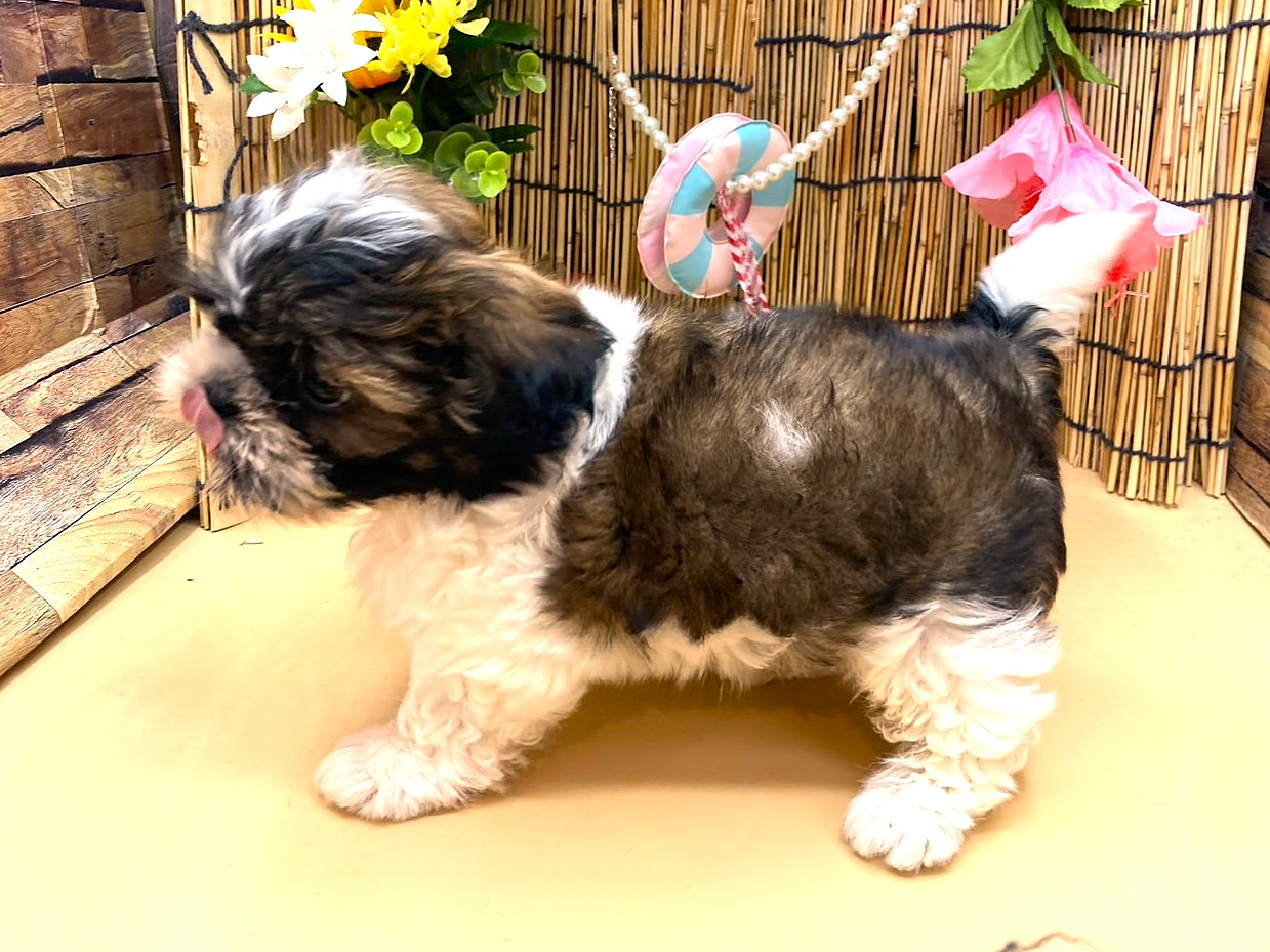 京都府のシーズー (ペッツワン木津川店/2025年6月15日生まれ/男の子/ゴールドホワイト)の子犬の3枚目の画像