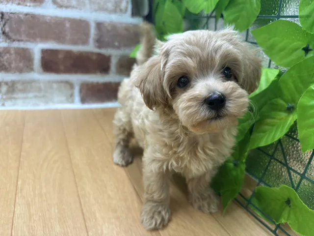 福島県のハーフ犬・ミックス犬 (ペッツワン白河モール店/2025年6月20日生まれ/男の子/アプリコット)の子犬