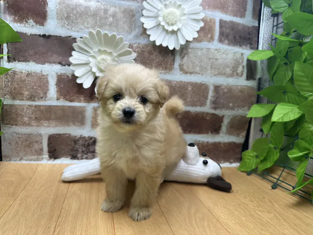 福島県のハーフ犬・ミックス犬 (ペッツワン白河モール店/2025年6月20日生まれ/男の子/クリーム)の子犬