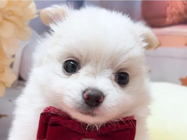 沖縄県のハーフ犬・ミックス犬 (ペッツワンFCサンプラザ糸満店/2025年6月6日生まれ/女の子/クリームホワイト)の子犬