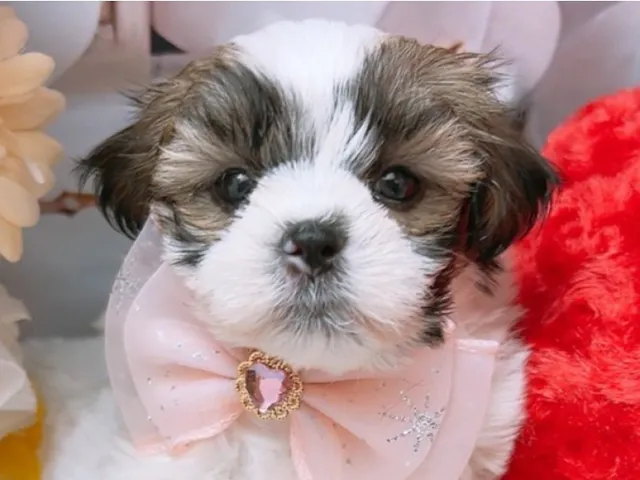 沖縄県のハーフ犬・ミックス犬 (ペッツワンFCサンプラザ糸満店/2025年6月13日生まれ/女の子/ホワイトブラウン)の子犬
