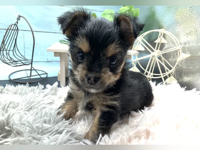 静岡県のハーフ犬・ミックス犬 (ペッツワン藤枝店/2025年6月21日生まれ/女の子/ブラックタン)の子犬