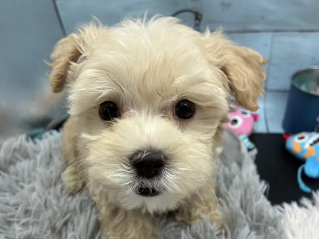静岡県のハーフ犬・ミックス犬 (ペッツワン藤枝店/2025年6月22日生まれ/男の子/アプリコット)の子犬
