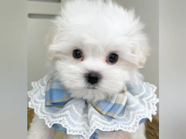 岐阜県のマルチーズ (ペッツワン可児店/2025年6月16日生まれ/男の子/ホワイト)の子犬