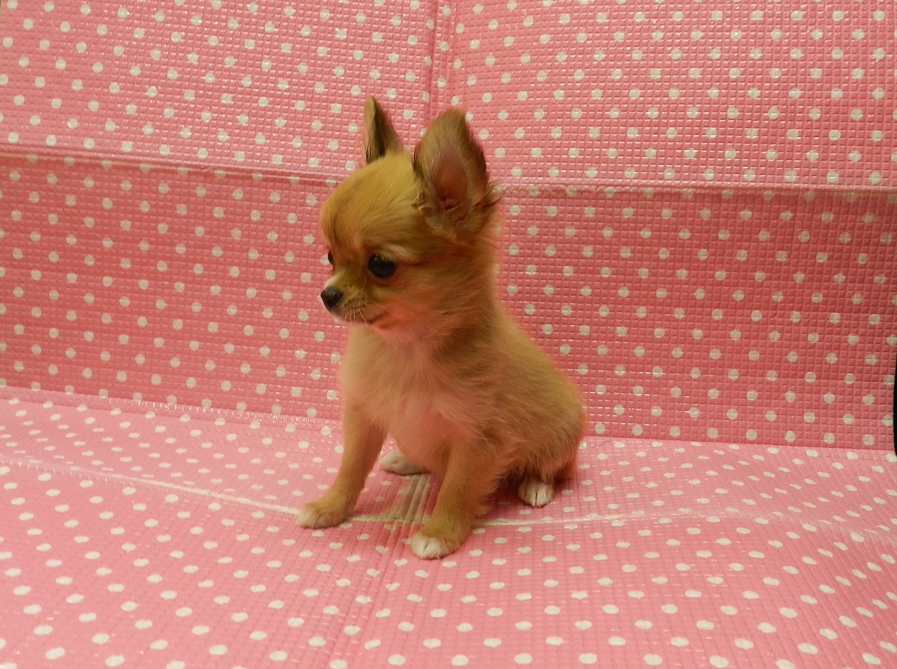 静岡県のチワワ(ロング) (ペッツワン御殿場店/2025年6月24日生まれ/女の子/レッドホワイト)の子犬