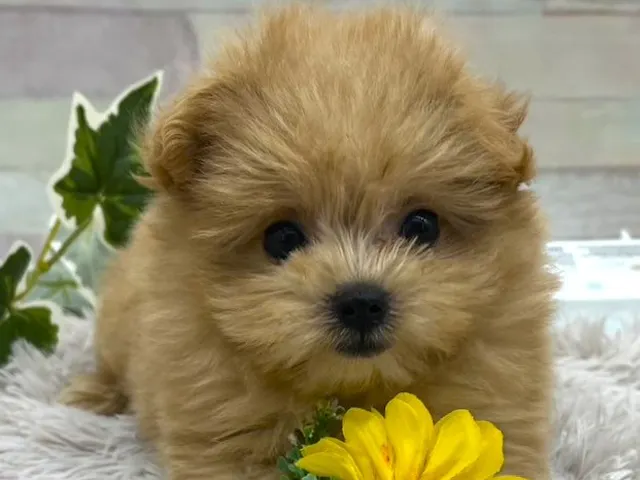 静岡県のハーフ犬・ミックス犬 (ペッツワン掛川店/2025年6月6日生まれ/女の子/クリーム)の子犬