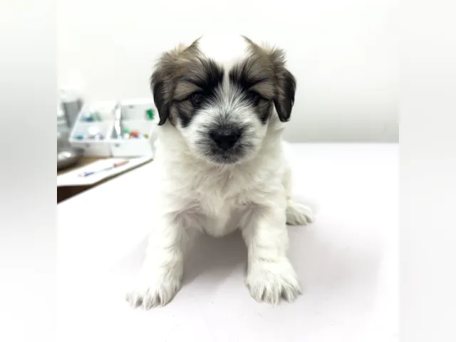 千葉県のハーフ犬・ミックス犬 (ペッツワン八街店/2025年6月20日生まれ/男の子/ホワイト)の子犬