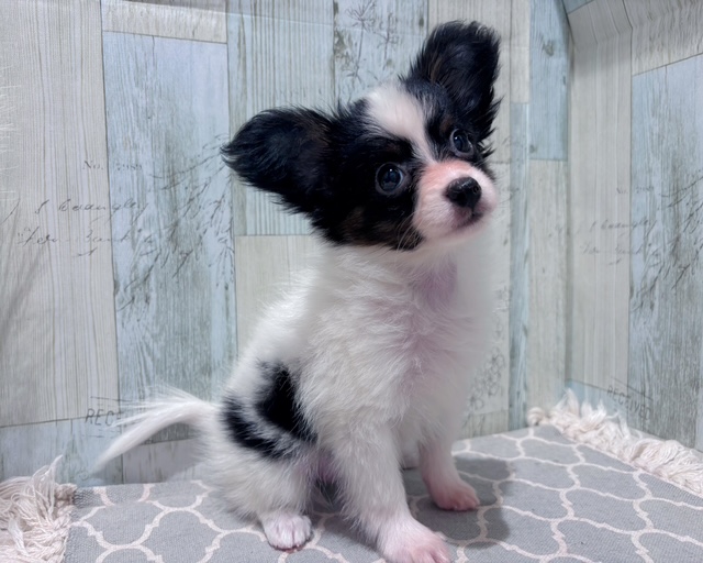 千葉県のパピヨン (ペッツワン木更津金田店/2025年6月22日生まれ/女の子/トライカラー)の子犬の1枚目の画像