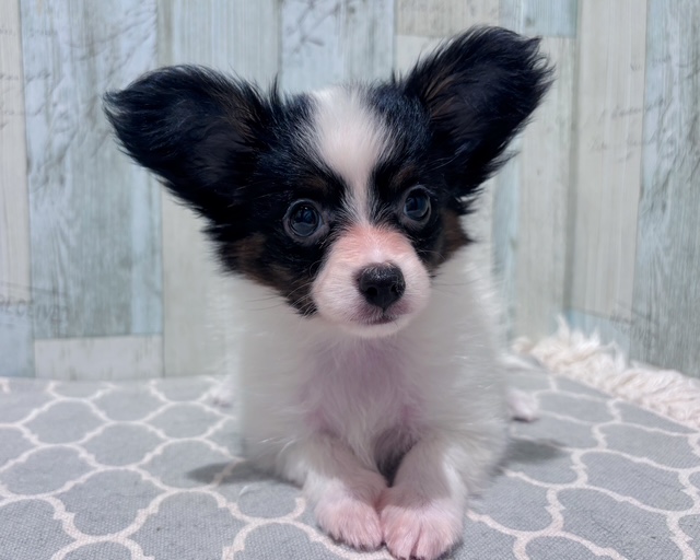 千葉県のパピヨン (ペッツワン木更津金田店/2025年6月22日生まれ/女の子/トライカラー)の子犬の2枚目の画像