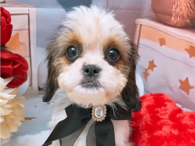 沖縄県のハーフ犬・ミックス犬 (ペッツワンFCあがり浜店/2025年6月16日生まれ/女の子/ホワイトゴールド)の子犬