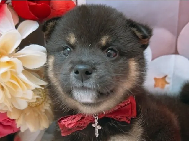 沖縄県の柴犬(標準サイズ) (ペッツワンFCあがり浜店/2025年6月10日生まれ/女の子/黒)の子犬