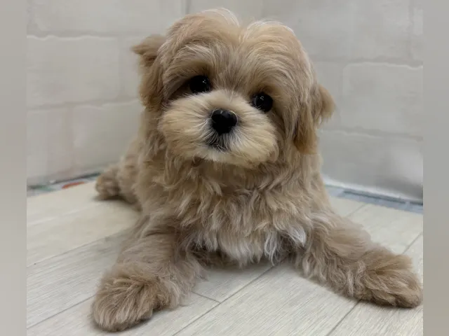 埼玉県のハーフ犬・ミックス犬 (ペッツワン大利根店/2025年5月18日生まれ/男の子/アプリコット)の子犬