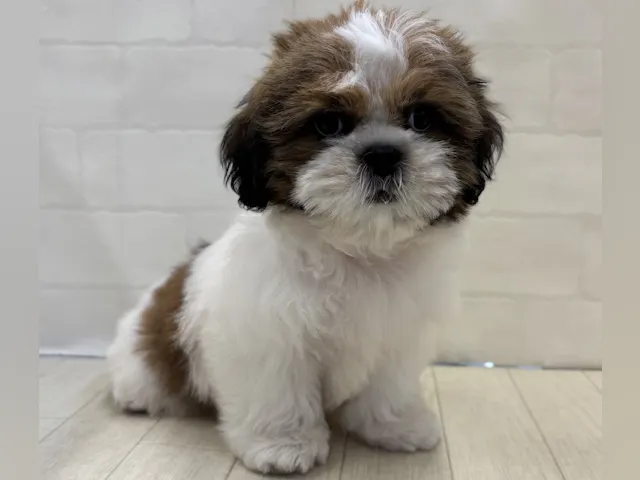 埼玉県のシーズー (ペッツワン大利根店/2025年5月20日生まれ/男の子/ホワイトゴールド)の子犬