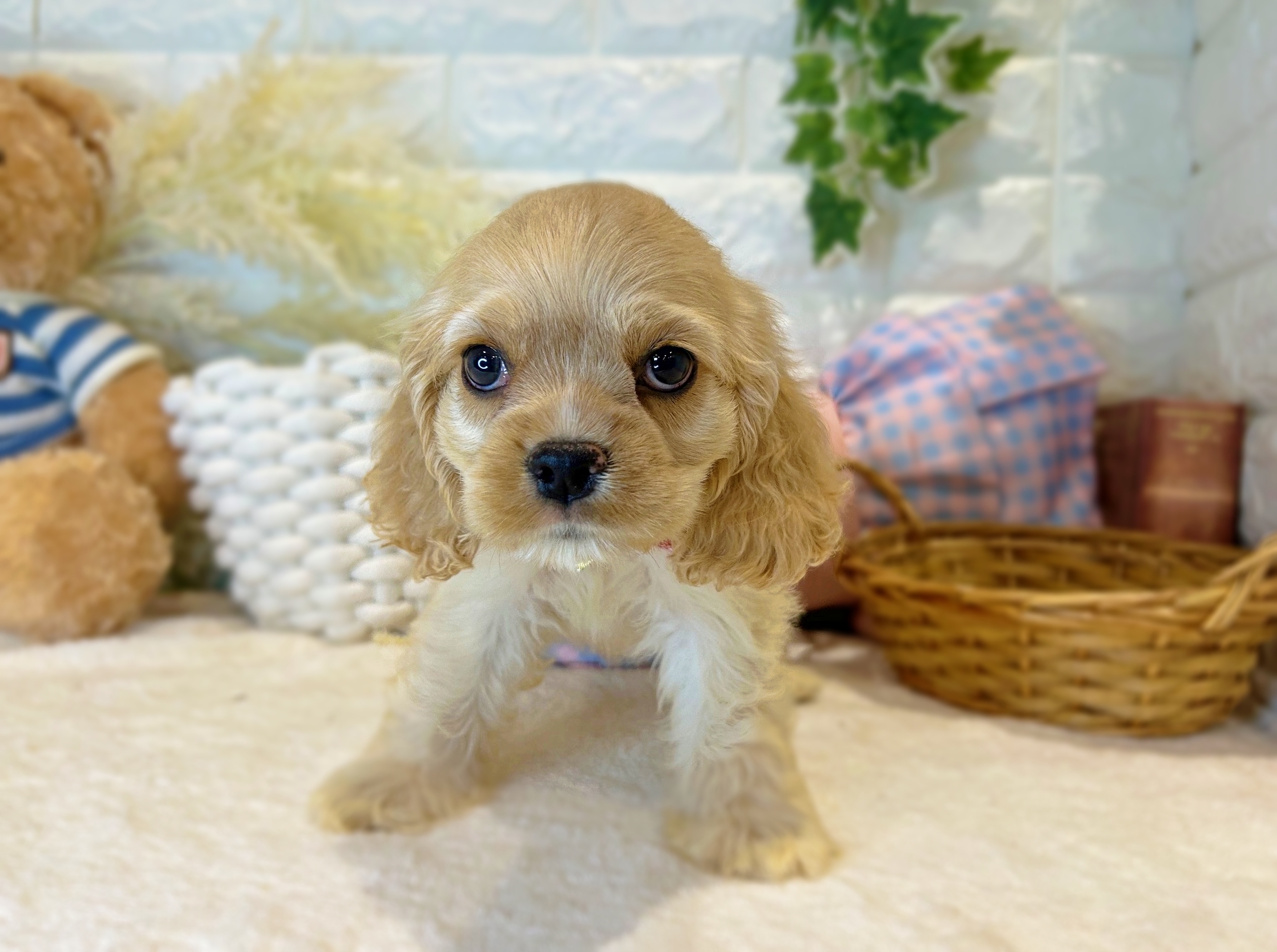 アメリカン・コッカー・スパニエル - 亀岡店 | ペッツワン