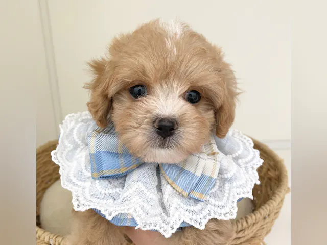 岐阜県のハーフ犬・ミックス犬 (ペッツワン可児店/2025年6月21日生まれ/男の子/クリーム)の子犬