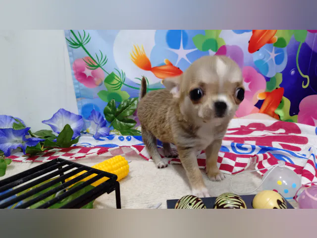 岐阜県のチワワ(ロング) (ペッツワン関店/2025年6月17日生まれ/女の子/フォーンホワイト)の子犬