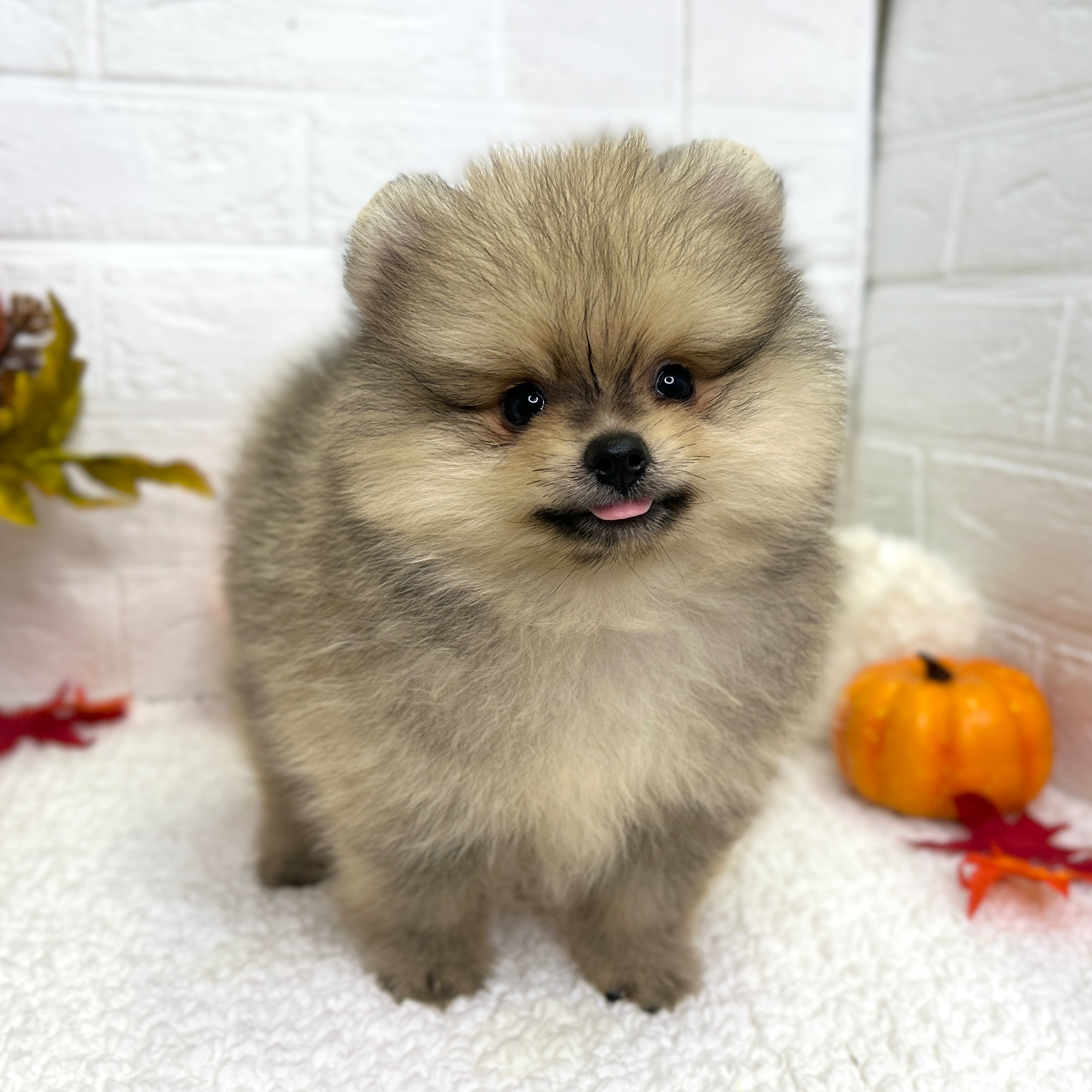 ポメラニアン - 東大阪店 | ペッツワン