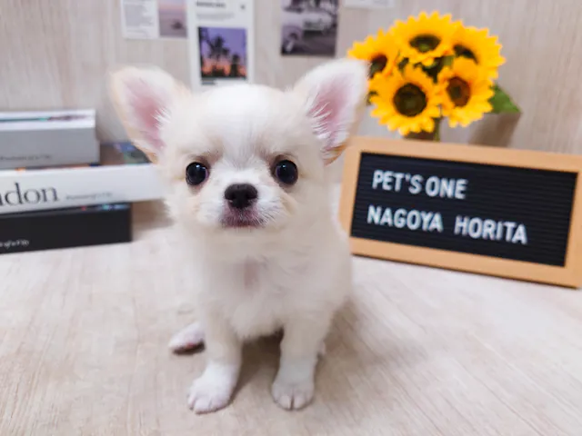愛知県のチワワ(ロング) (ペッツワン名古屋堀田店/2025年6月29日生まれ/男の子/クリームゴールド)の子犬