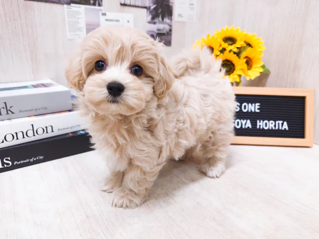 愛知県のハーフ犬・ミックス犬 (ペッツワン名古屋堀田店/2025年6月26日生まれ/女の子/クリーム)の子犬