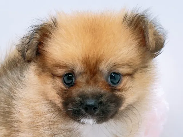 愛知県のハーフ犬・ミックス犬 (ペッツワン小牧店/2025年6月28日生まれ/女の子/オレンジセーブル)の子犬