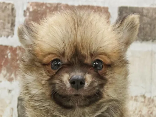 愛知県のハーフ犬・ミックス犬 (ペッツワン小牧店/2025年6月28日生まれ/男の子/オレンジ)の子犬