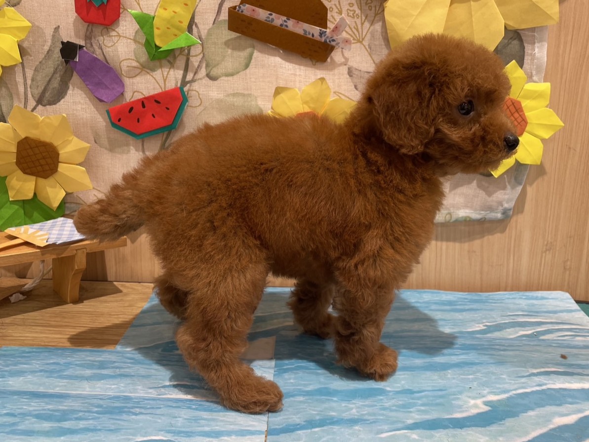 福島県のトイプードル(トイ) (ペッツワン会津若松店/2025年6月29日生まれ/女の子/レッド)の子犬の2枚目の画像