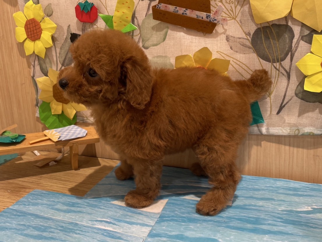 福島県のトイプードル(トイ) (ペッツワン会津若松店/2025年6月29日生まれ/女の子/レッド)の子犬の3枚目の画像