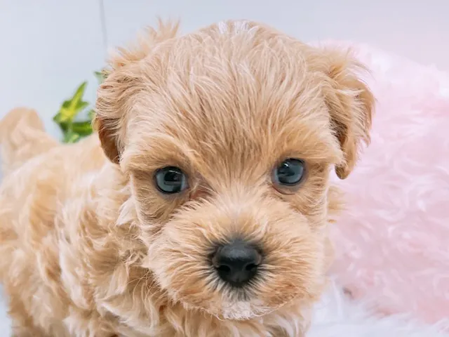 愛知県のハーフ犬・ミックス犬 (ペッツワン小牧店/2025年6月27日生まれ/男の子/アプリコット)の子犬